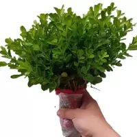 诚智旺 小叶黄杨树苗 高50-60cm100棵 /捆