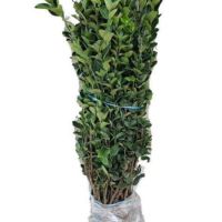 诚智旺 北海道黄杨苗 高1.6-1.7m10棵 /捆
