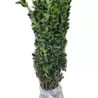 诚智旺 北海道黄杨苗 高1.6-1.7m10棵 /捆