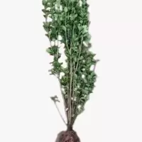 诚智旺 北海道冬青苗 高1.6-1.7m10棵 /捆