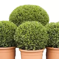 诚智旺 黄杨球 冠幅80cm /棵