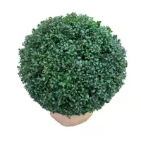 诚智旺 龟甲冬青 冠幅80cm /棵