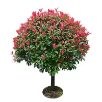诚智旺 红叶石楠球 冠幅80cm /棵