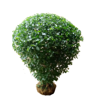 诚智旺 小叶女贞球 冠幅80cm /棵
