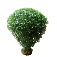 诚智旺 小叶女贞球 冠幅80cm /棵
