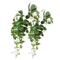 诚智旺 三叶爬山虎 30cm高10棵 /捆