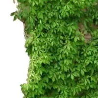 诚智旺 五叶爬山虎 30cm高10棵 /捆