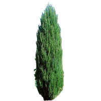 诚智旺 塔柏 高2m /棵