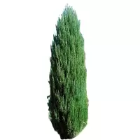 诚智旺 塔柏 高2m /棵