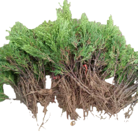 诚智旺 侧柏 高1.8m /棵