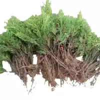 诚智旺 侧柏 高1.8m /棵