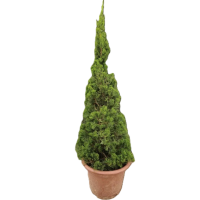 诚智旺 龙柏 高1.8m /棵