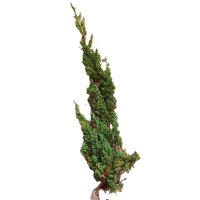 诚智旺 铺地柏 长30-40cm100棵 /捆