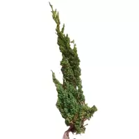 诚智旺 铺地柏 长30-40cm100棵 /捆