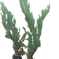 诚智旺 沙地柏 高50-60cm100棵 /捆