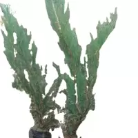 诚智旺 沙地柏 高50-60cm100棵 /捆