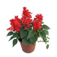 诚智旺 串红 杯苗 /束