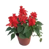 诚智旺 串红 杯苗 /束