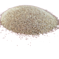 诚智旺 地毯草草籽 净籽/千克