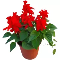 诚智旺 叶串红 3-5棵 /盆