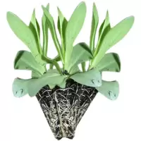 诚智旺 洋桔梗 杯苗/束