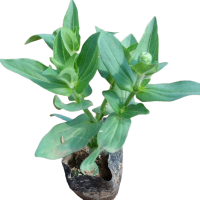 诚智旺 百日菊 杯苗/盆