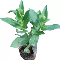 诚智旺 百日菊 杯苗/盆