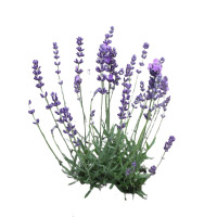 诚智旺 薰衣草 杯苗/盆
