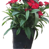 诚智旺 石竹苗 杯苗/盆