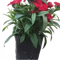 诚智旺 石竹苗 杯苗/盆