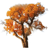 诚智旺 胡杨小苗 Ф20mm/束