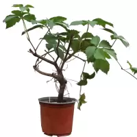 诚智旺 爬山虎 两年生/束