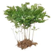 诚智旺 草花(紫穗槐) 1.2米/束