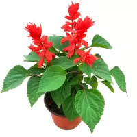 诚智旺 草花(串串红) 营养杯育苗/束