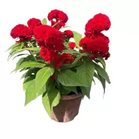 诚智旺 草花(鸡冠花) 营养杯育苗/束