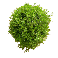 诚智旺 水蜡球 高60cm/束