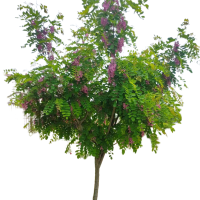 诚智旺 香槐 Ф80-120mm/束