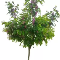 诚智旺 香槐 Ф80-120mm/束