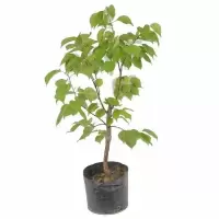 诚智旺 大白杏树苗 Ф20mm/束