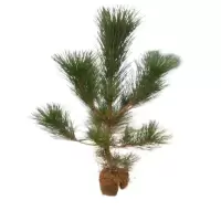 诚智旺 松树 Ф20mm/束