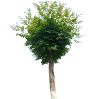 诚智旺 小叶白蜡 胸径10cm土球≥80cm/束