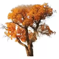 诚智旺 胡杨 胸径10cm土球≥80cm/束