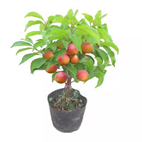 诚智旺 杏树苗 Ф30mm/束