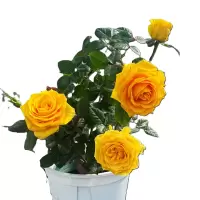 诚智旺 黄菊红 4-6分枝 /盆