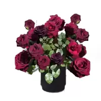 诚智旺 黑玫瑰黑巴克 带盆 /盆