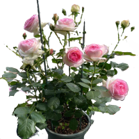 诚智旺 粉龙沙 4-6分枝 /盆