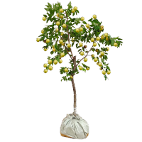 诚智旺 枣树 地径6-8cm 土球≥80cm/株