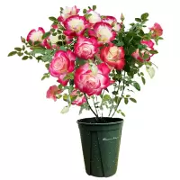 诚智旺 红双喜 带盆 /盆