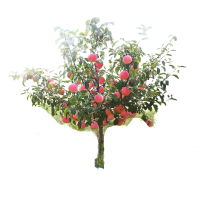 诚智旺 果树苗 3公分/棵