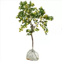 诚智旺 枣树 地径6-8cm土球≥80cm/束